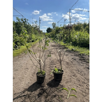 OLIWNIK wąskolistny miododajny - sadzonki 70 / 100 cm